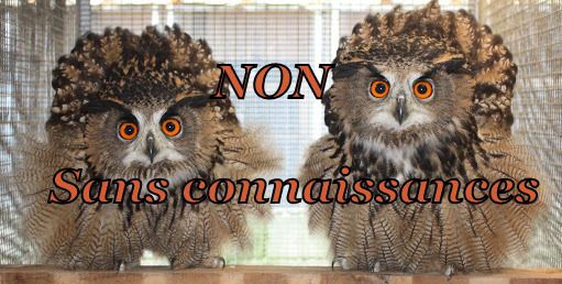Si vous voulez acquérir un rapace , n'hésitez pas à nous contacter avant l'achat , un rapace n'est pas une perruche ..
Vous aurez toutes les explications nécessaires et vous pourrez venir voir les oiseaux et vous rendre compte par vous même , que cela nécessite une formation. 
